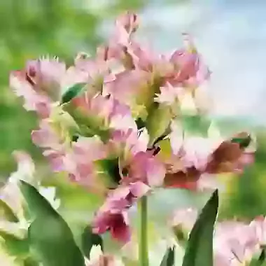 Green Wave